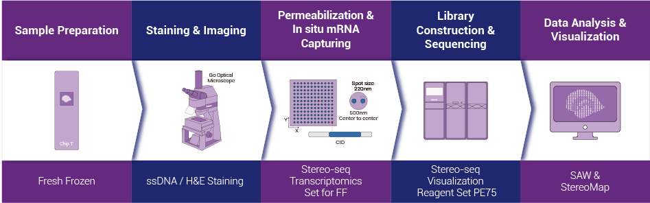 STOmics Stereo-seq Transcriptomics LCD FF workflow